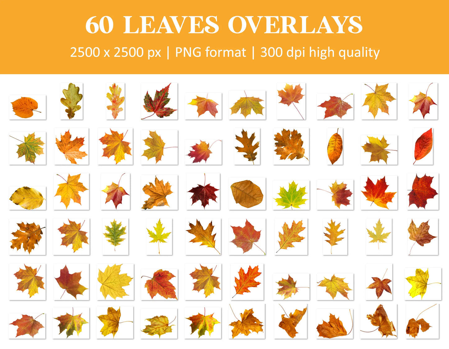 Autumn Leaves Overlays for Photoshop - Falling Fall Foliage and Seasonal Effects