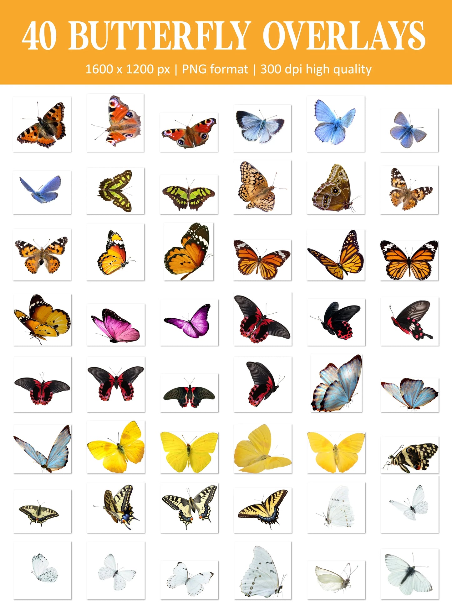 Butterfly Overlays for Photoshop - Realistic Flying Butterflies and Spring PNG