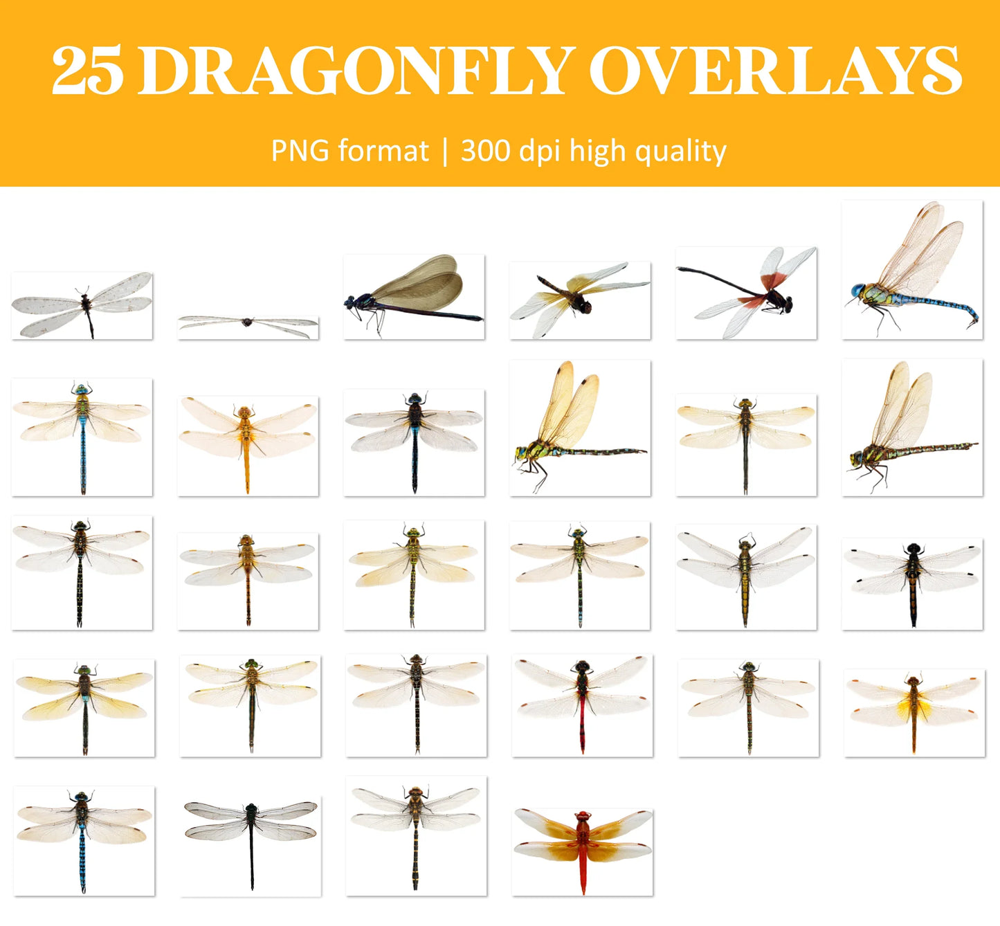 Dragonfly Overlays for Photoshop - Realistic Wings and Magical Garden Effects
