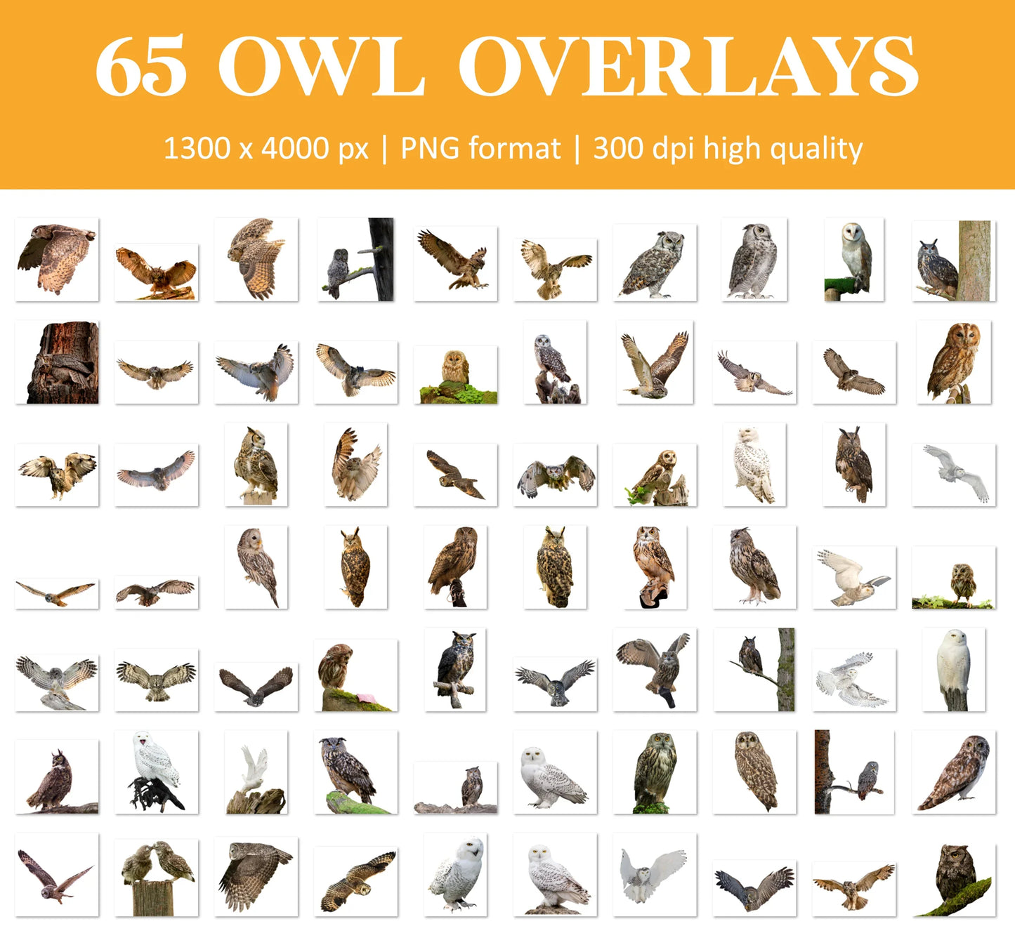 Owl Overlays for Photoshop - Night Bird and Woodland Creature Effects