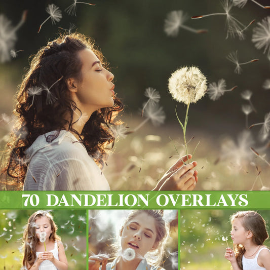 Dandelion Overlays for Photoshop - Blowing Seeds and Transparent PNG