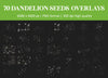Dandelion Overlays for Photoshop - Blowing Seeds and Transparent PNG