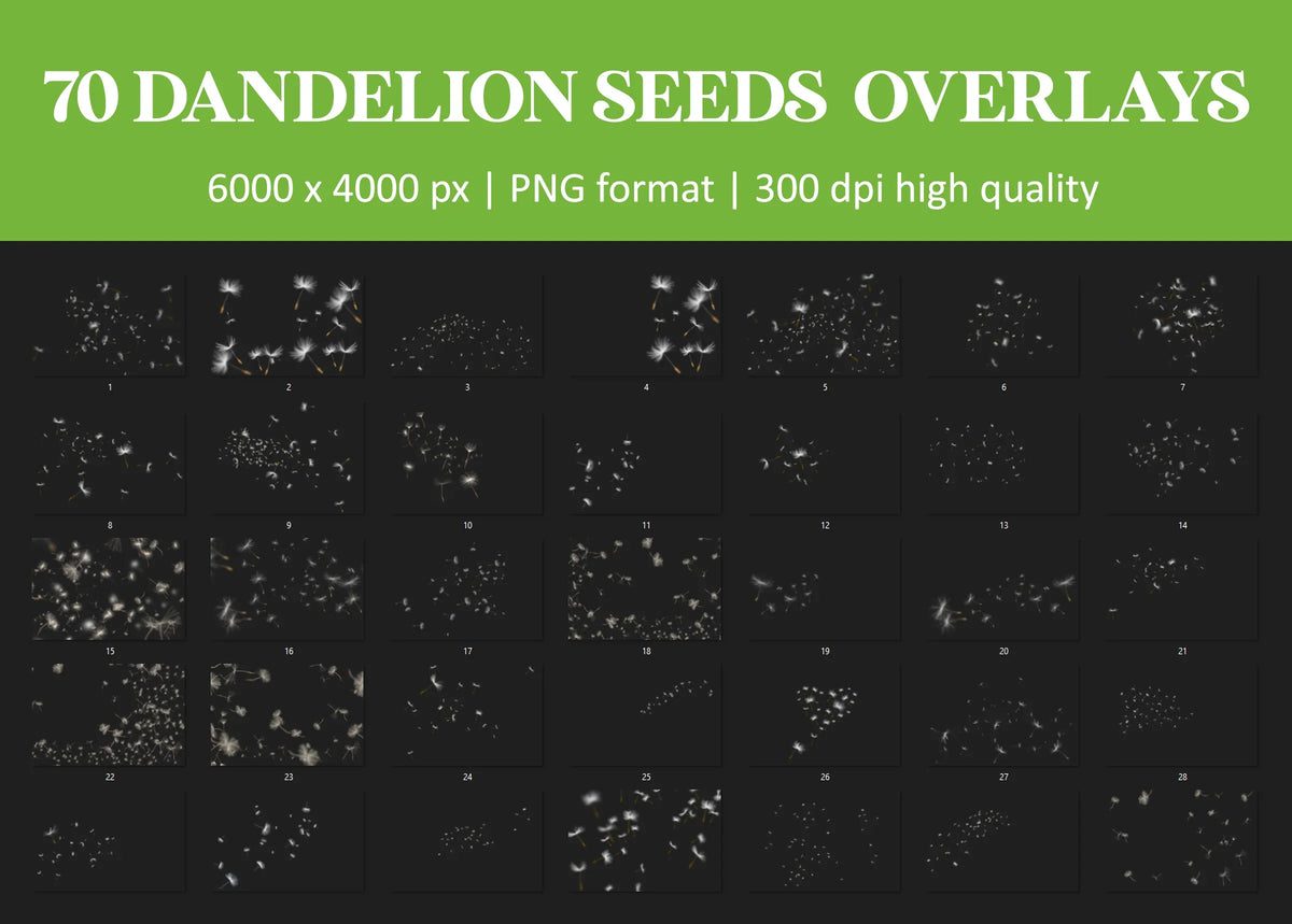 Dandelion Overlays for Photoshop - Blowing Seeds and Transparent PNG