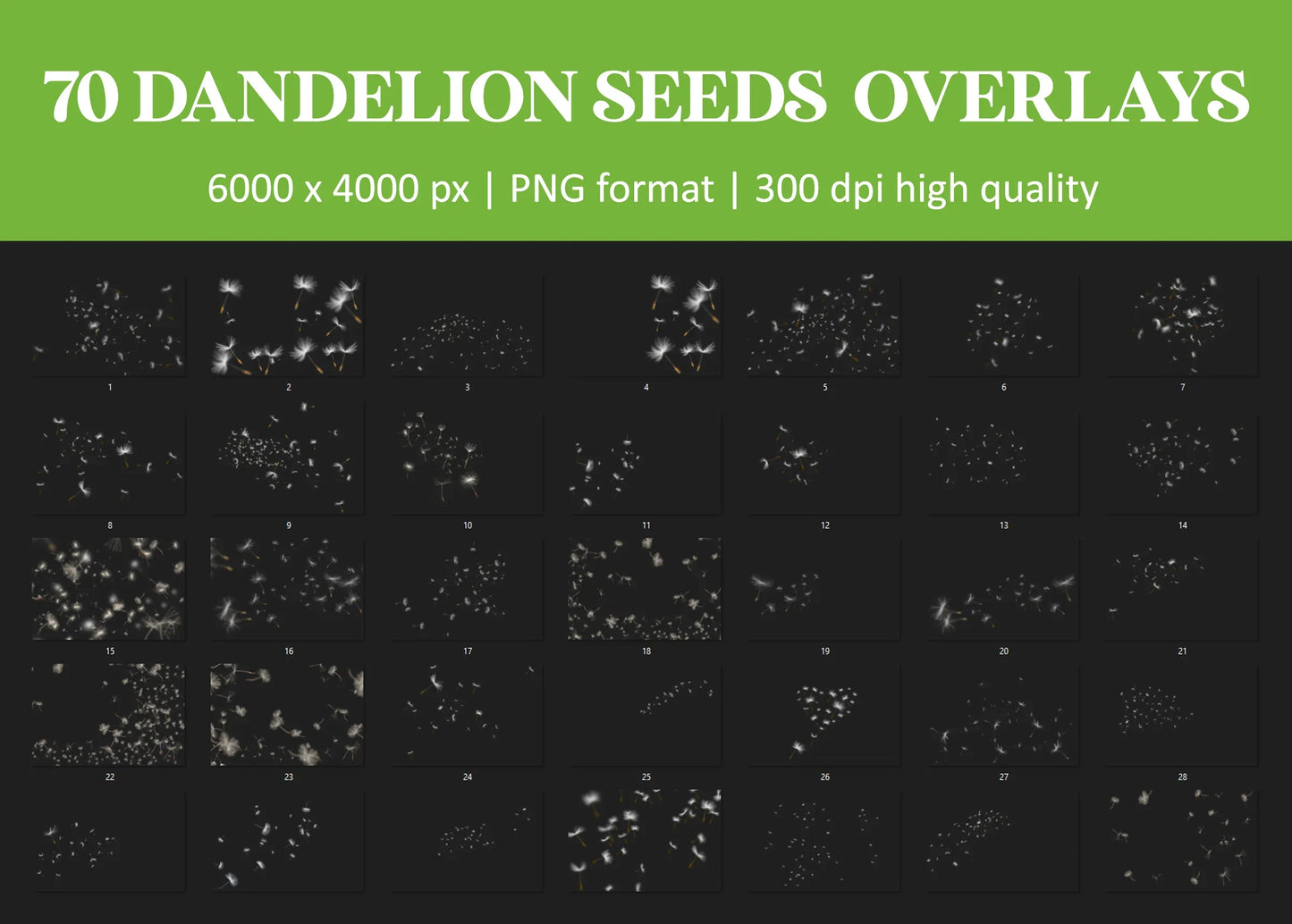 Dandelion Overlays for Photoshop - Blowing Seeds and Transparent PNG
