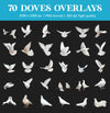Dove Overlays for Photoshop - Wedding and White Bird PNG