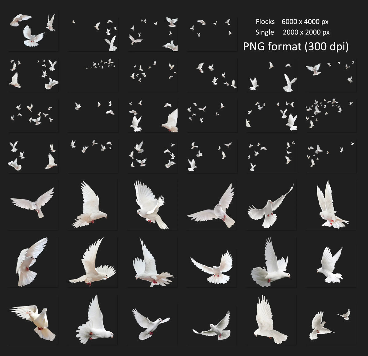 Dove Overlays for Photoshop - Wedding and White Bird PNG