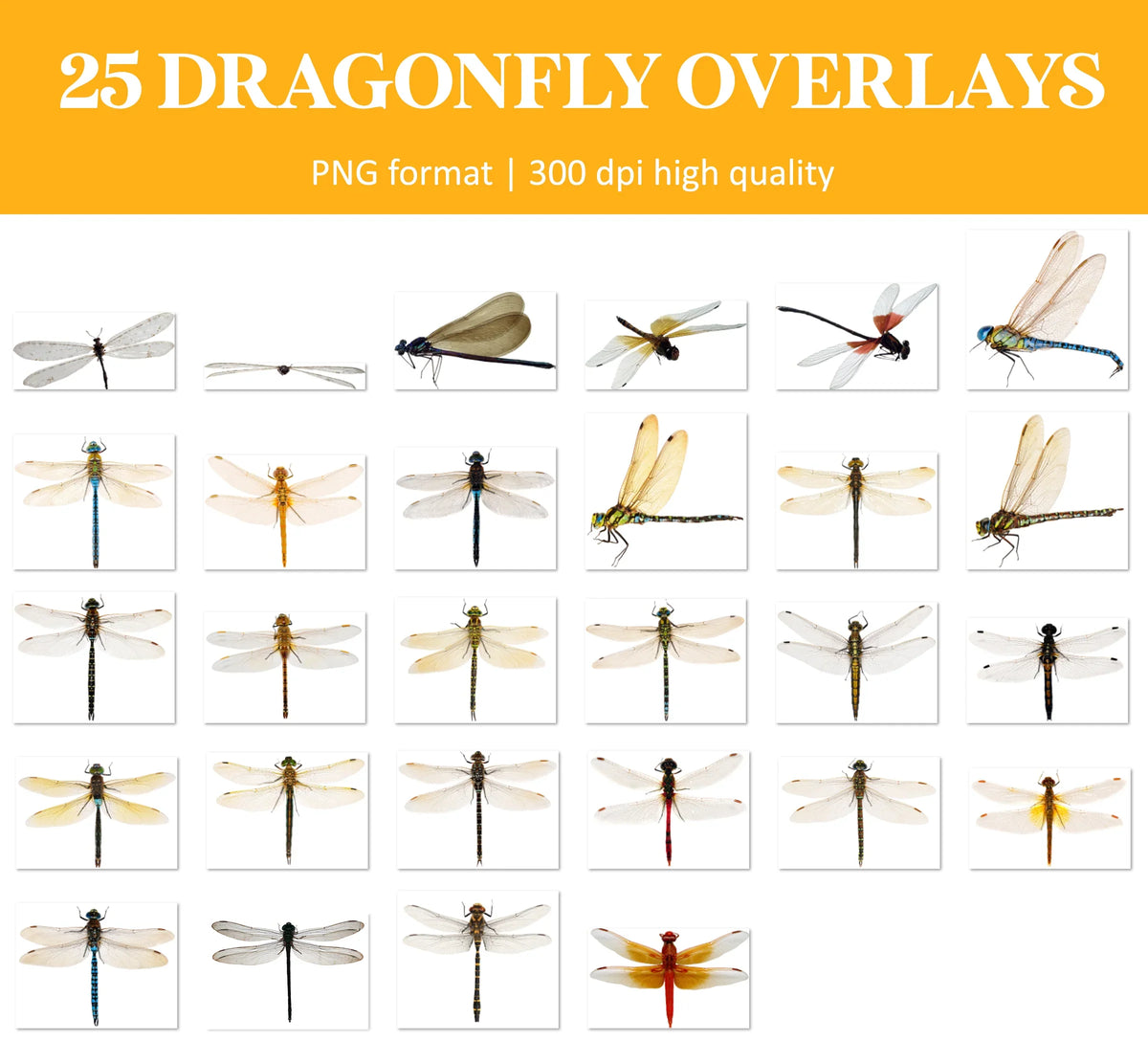 Dragonfly Overlays for Photoshop - Realistic Wings and Magical Garden Effects