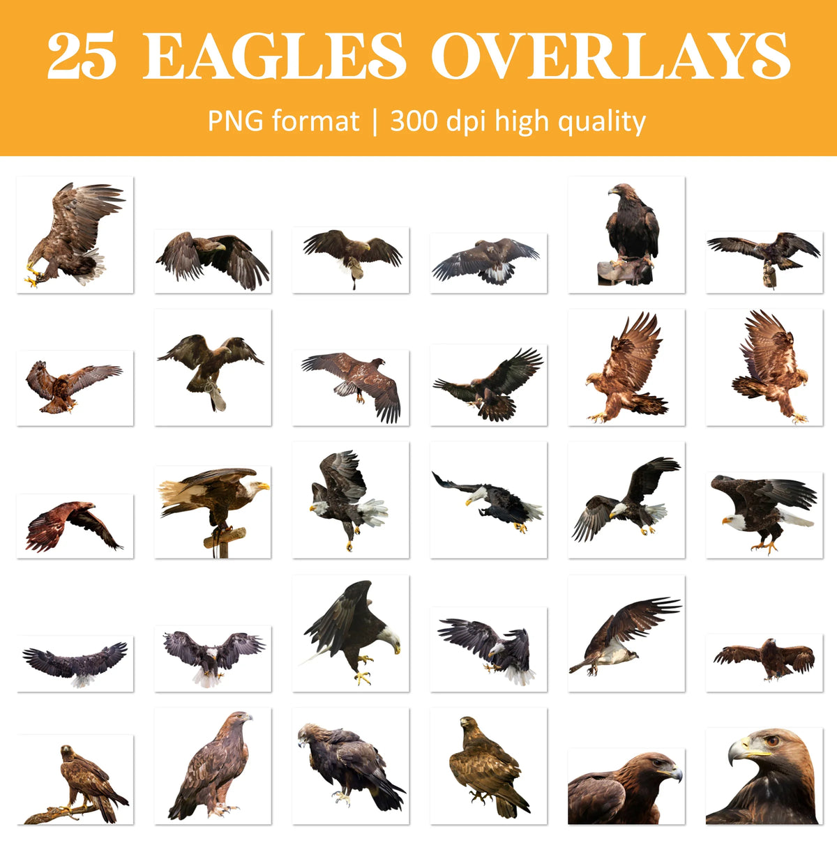 Eagle Overlays for Photoshop - Flying Bald Eagle and Patriotic Effects