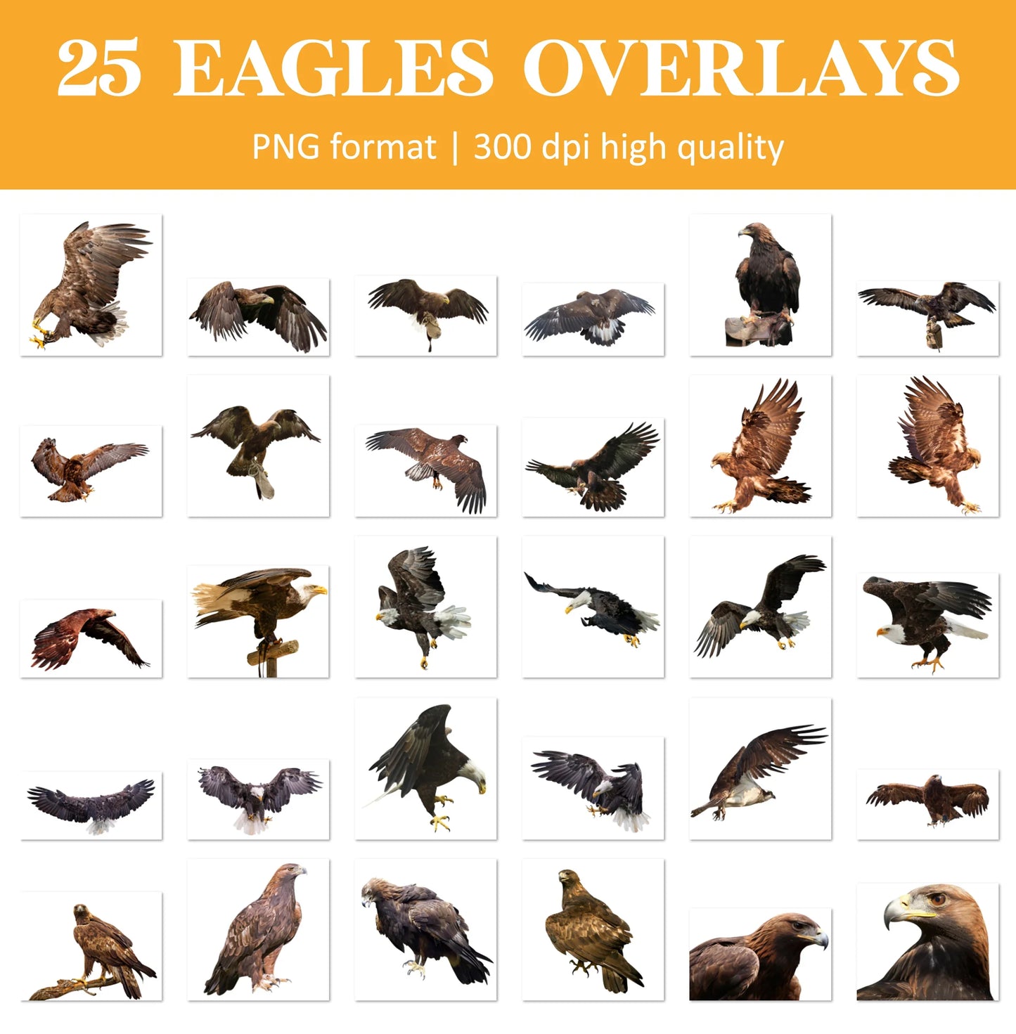 Eagle Overlays for Photoshop - Flying Bald Eagle and Patriotic Effects