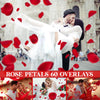 Falling Rose Petals Overlay for Photoshop - Valentine's Wedding Effects