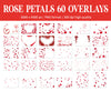 Falling Rose Petals Overlay for Photoshop - Valentine's Wedding Effects