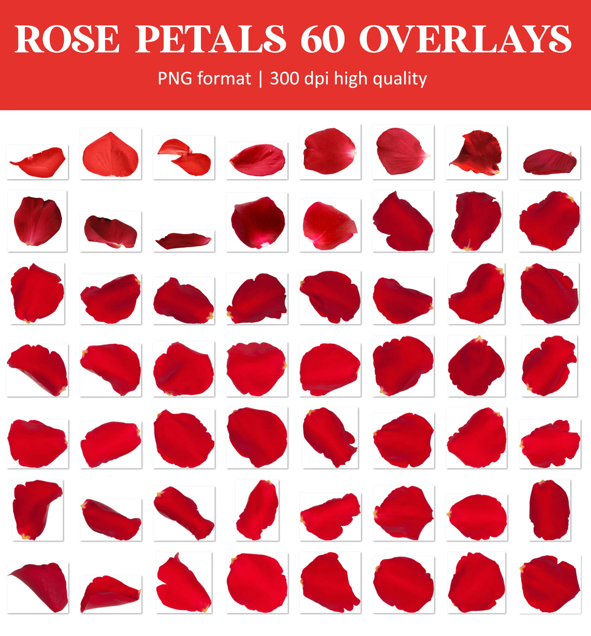Falling Rose Petals Overlay for Photoshop - Valentine's Wedding Effects