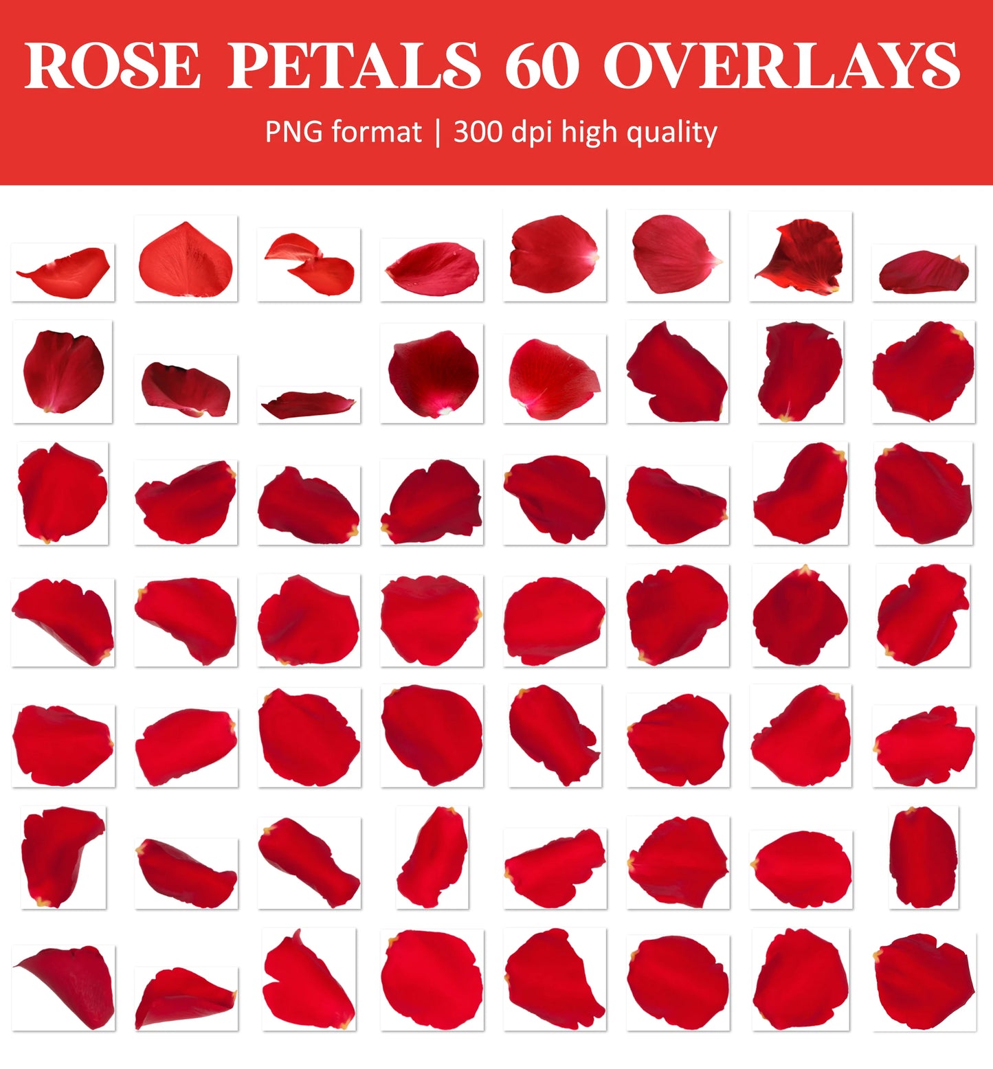 Falling Rose Petals Overlay for Photoshop - Valentine's Wedding Effects