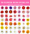 Flower Bud Overlays for Photoshop - Hair Clip and Floral Accent Effects