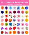 Flower Bud Overlays for Photoshop - Hair Clip and Floral Accent Effects