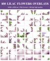 Lilac Flower Overlays for Photoshop - Spring Blossom Branches