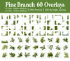 Pine Branch Overlays for Photoshop - Christmas Tree Elements