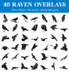 Raven Crow Overlays for Photoshop - Realistic Gothic Birds and Flock PNG