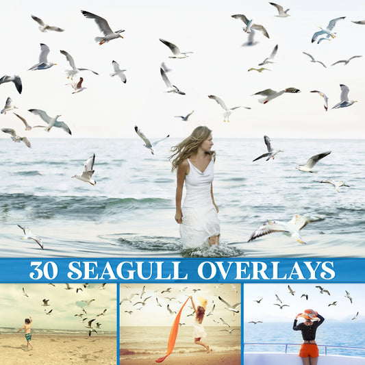 Realistic Seagull Overlays for Photoshop - Flying Bird Flock and Summer PNG
