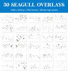 Realistic Seagull Overlays for Photoshop - Flying Bird Flock and Summer PNG