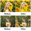 Sunflower Field Overlays for Photoshop - Summer Wildflower and Golden Petal Effects