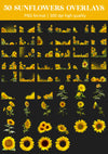 Sunflower Field Overlays for Photoshop - Summer Wildflower and Golden Petal Effects