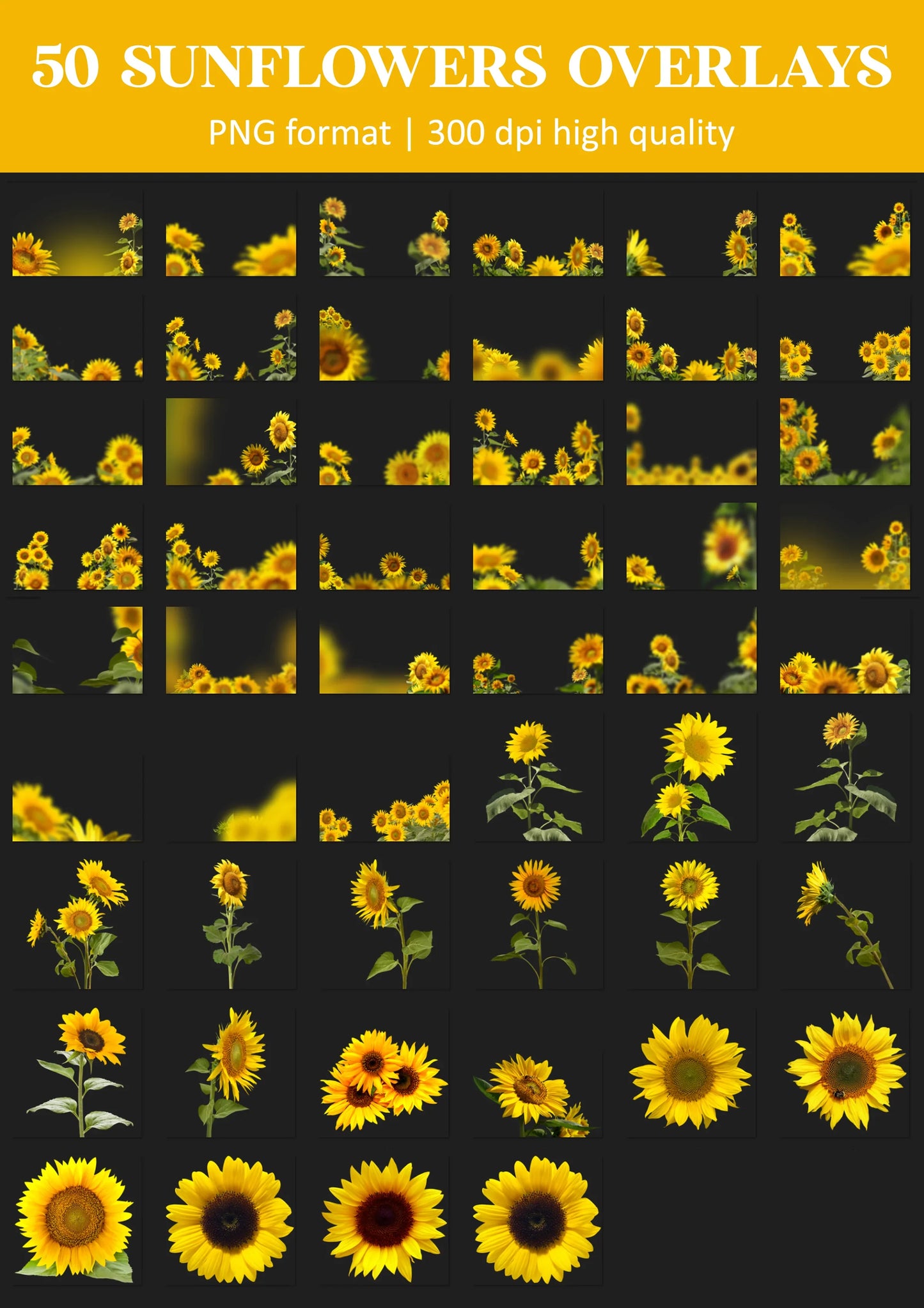 Sunflower Field Overlays for Photoshop - Summer Wildflower and Golden Petal Effects