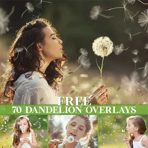 
70 Free Dandelion Overlays (PNG)